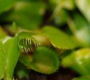 Dionaea muscipula Cuped Trap